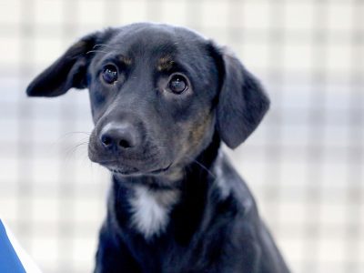 GDF atua para combater crime de maus-tratos contra os animais; veja como denunciar