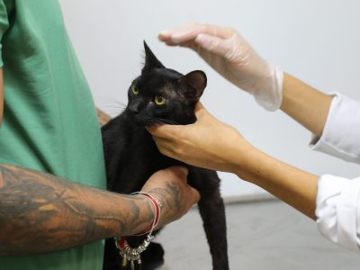 Lançada primeira campanha de cadastro presencial para castração de cães e gatos