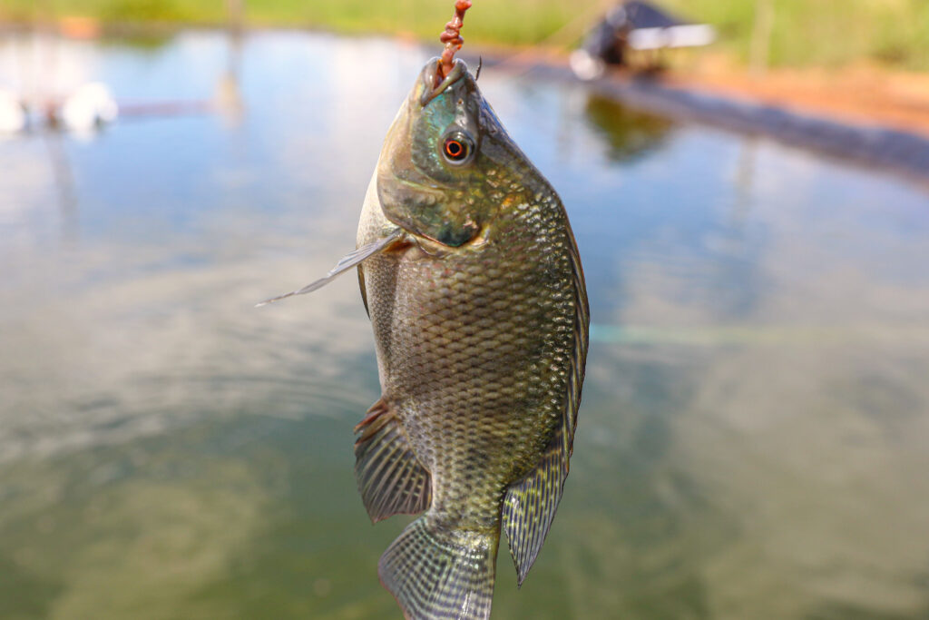 Licitação para diagnóstico e plano de desenvolvimento da aquicultura no DF é aberta