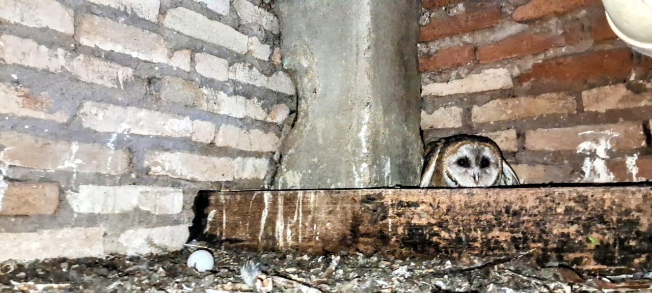 Brigadistas de Águas Emendadas reencontram ninho de corujas após quatro anos do resgate