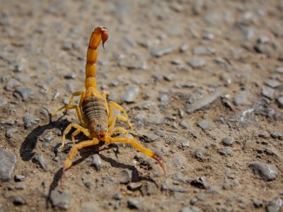 Saiba o que fazer em caso de acidente com escorpiões e como evitá-los