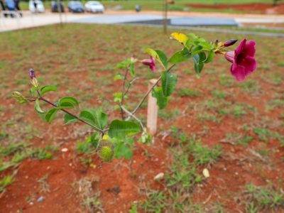 Drenar DF: Concluído plantio de árvores e arbustos no Parque Urbano Internacional da Paz