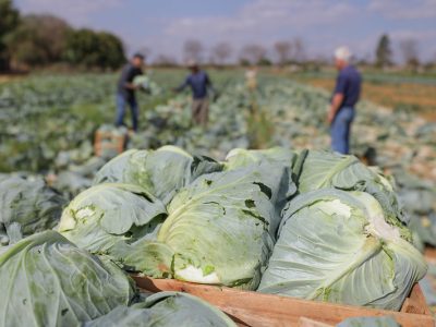Programas do GDF fortalecem pequenos produtores e a segurança alimentar