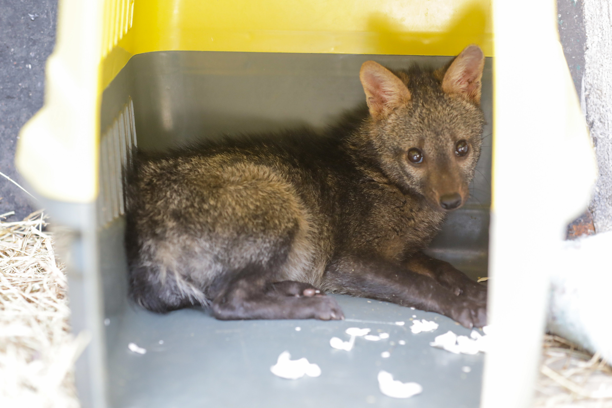 Ouvidoria ambiental do DF registra aumento nos pedidos de manejo de animais silvestres em 2025