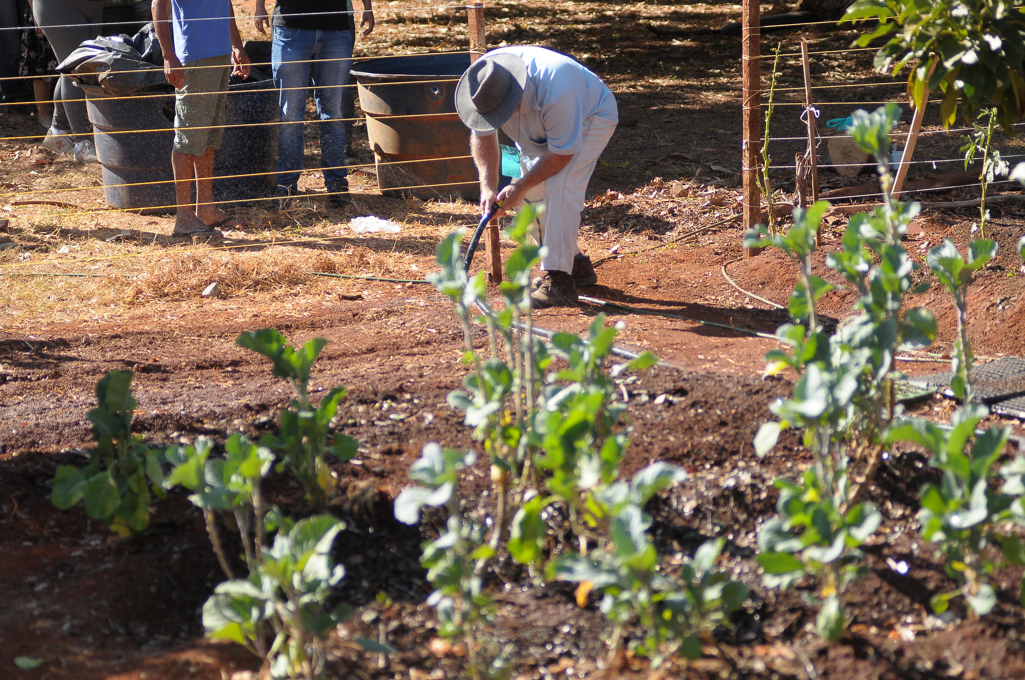 Oficina de manejo de hortas fortalece cuidado com pacientes do Caps II Brasília
