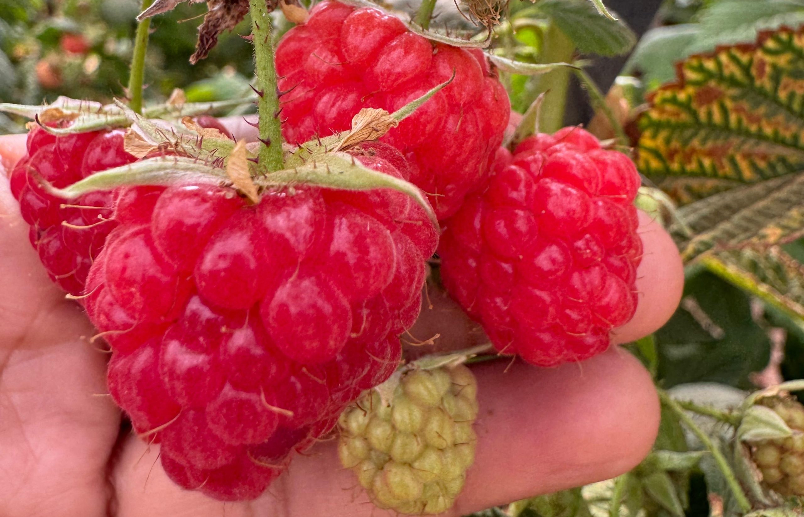 Produtores rurais aprendem sobre peculiaridades e técnicas de cultivo de frutas vermelhas em reunião técnica