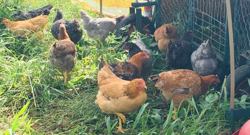 GDF proíbe eventos com aves por 90 dias, como medida de prevenção à influenza aviária