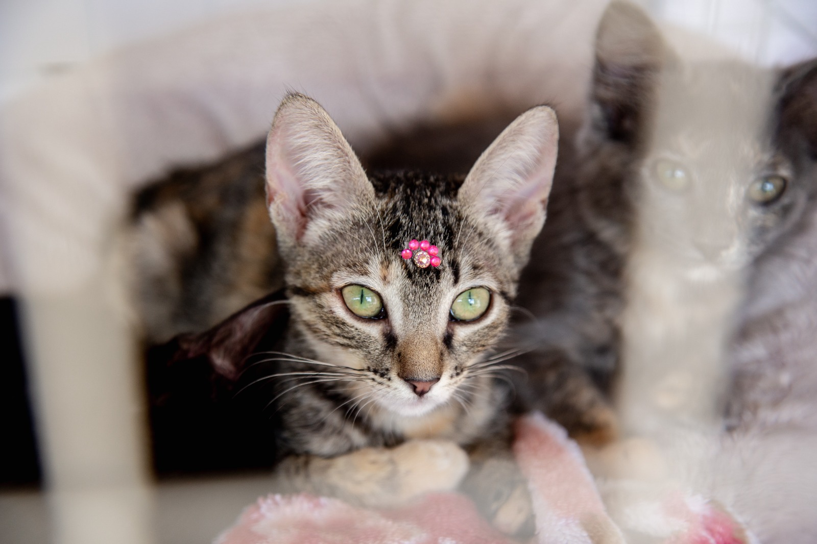 Passarela do Anexo do Buriti recebe feira pet