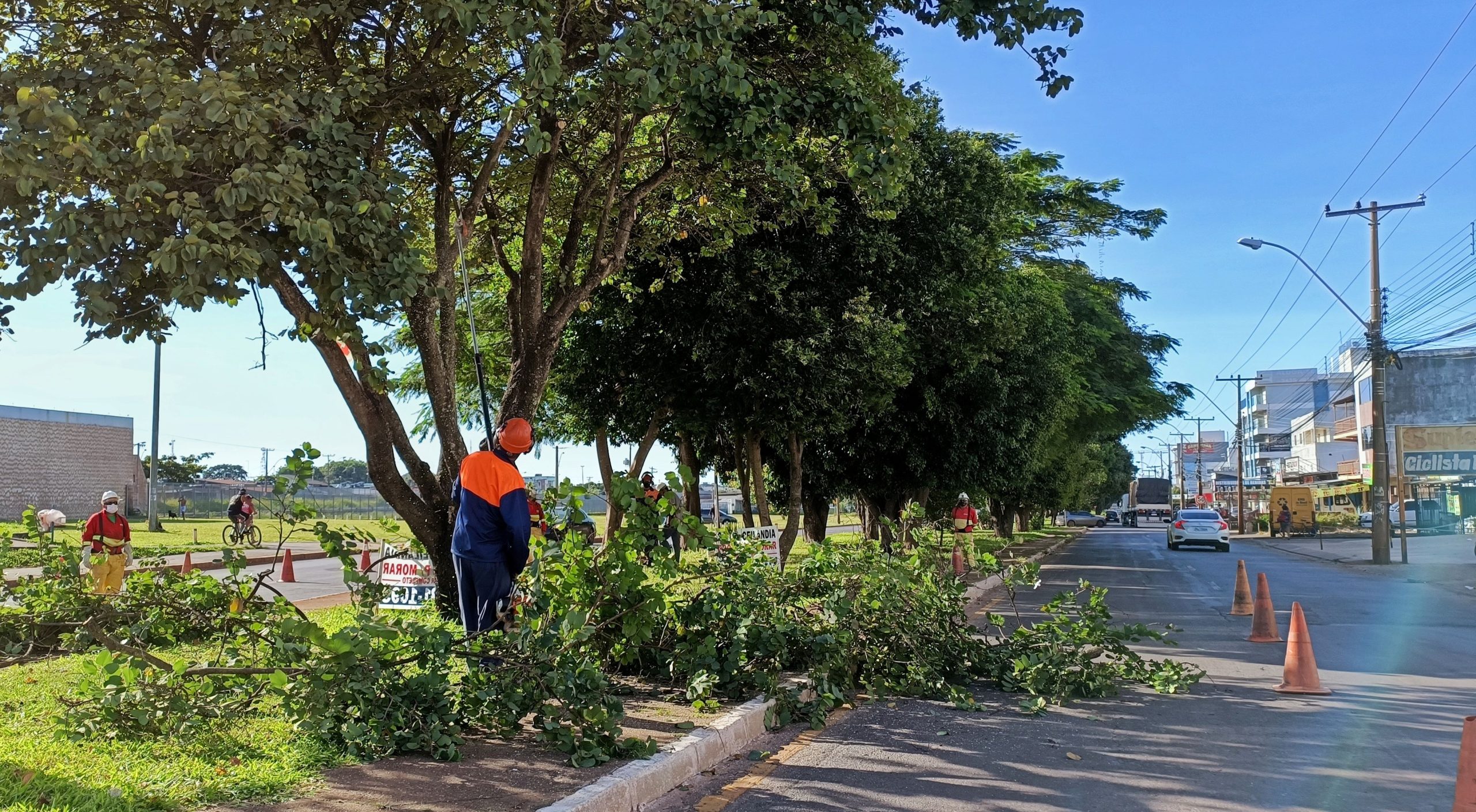 Manutenção de árvores no DF tem investimento de mais de R$ 50 milhões em 2024