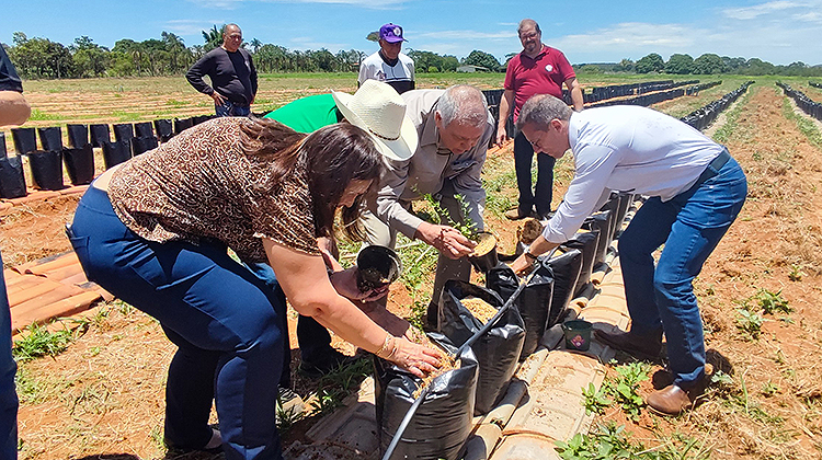 Plantio de mirtilo marca o início da Rota da Fruticultura no DF e na Ride