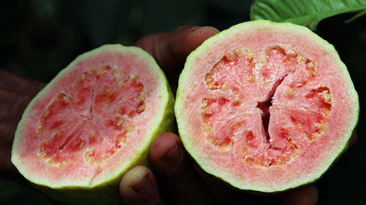 Introdução de novas variedades de goiaba aumenta produtividade da fruta na capital