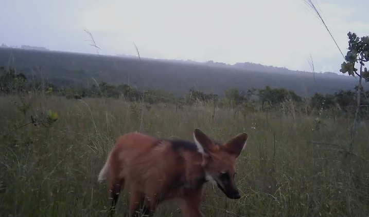 Programa monitora mamíferos de grande e médio portes no DF