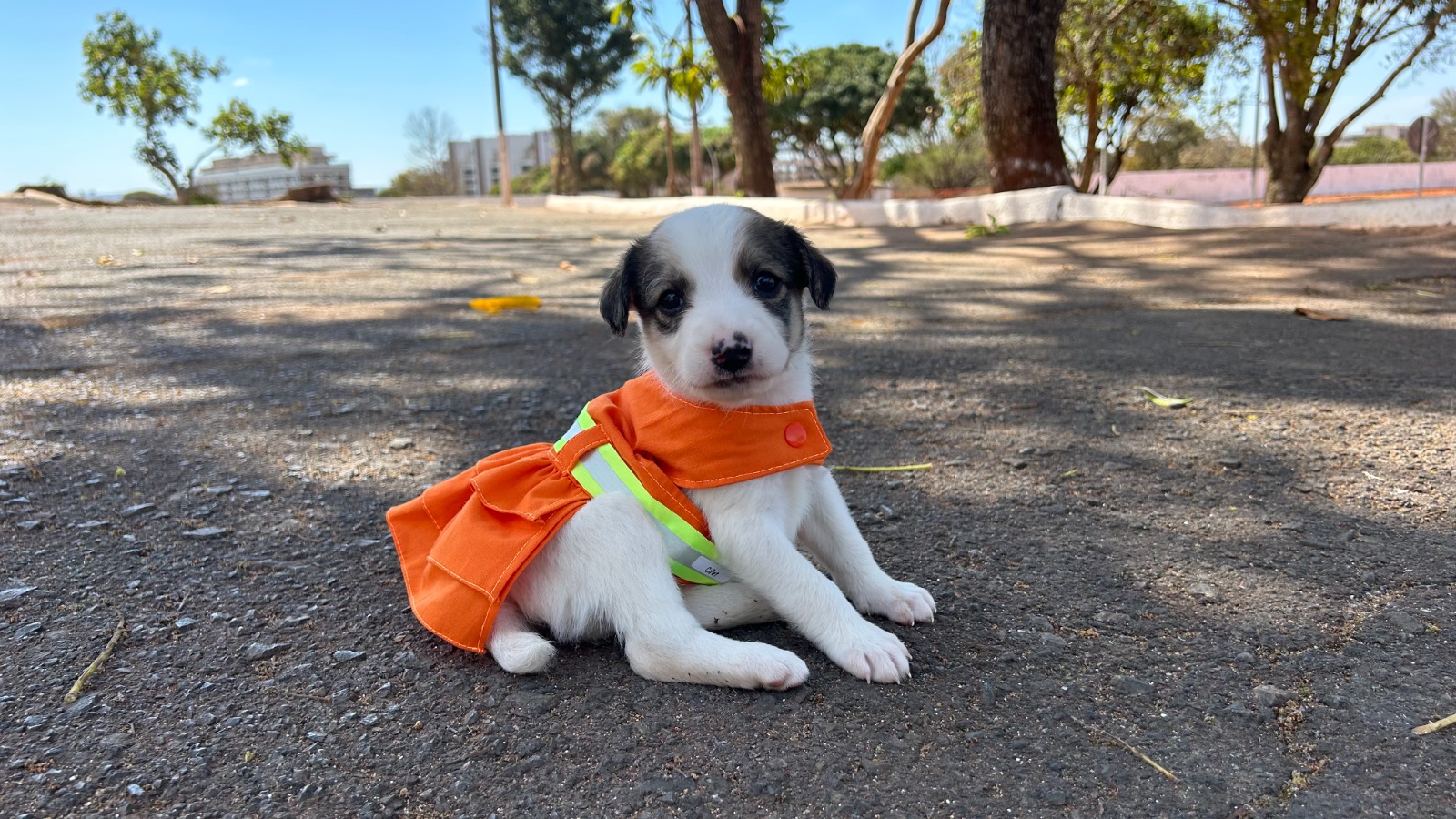 Projeto Cata Pata procura interessados em adotar pets