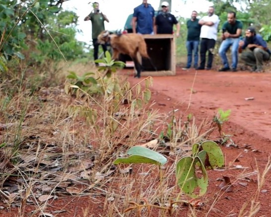 Após longo tratamento, lobo-guará é devolvido à natureza