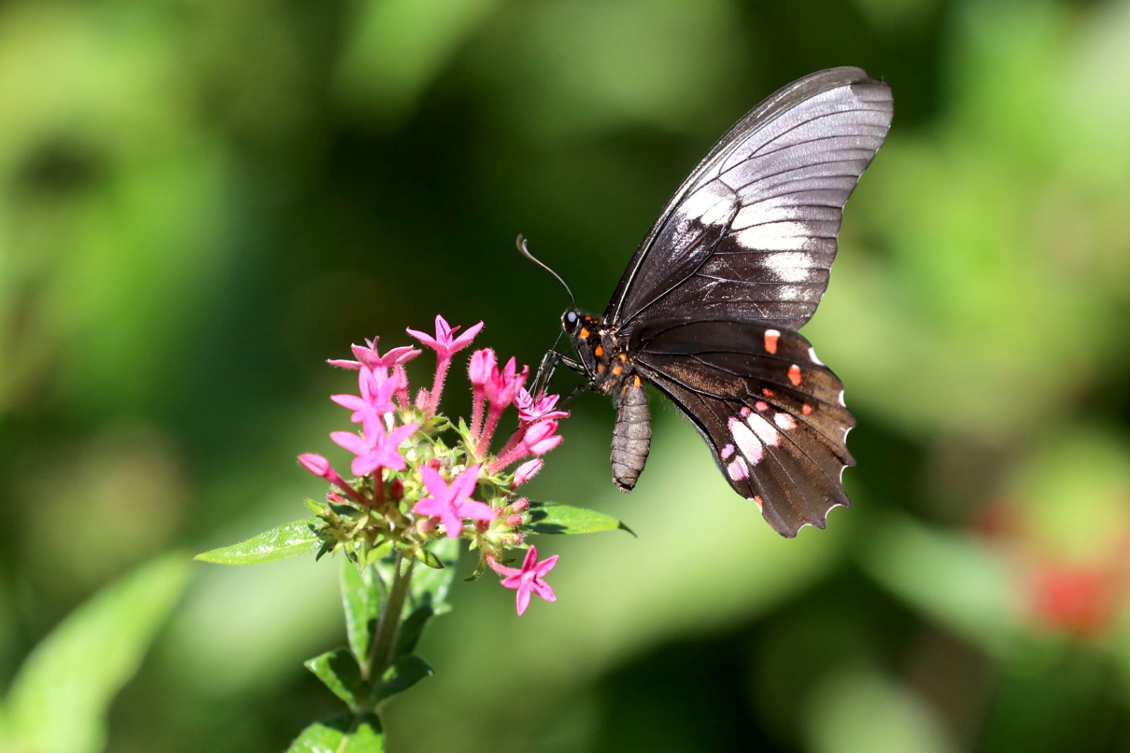 Zoológico terá fim de semana especial para as mulheres