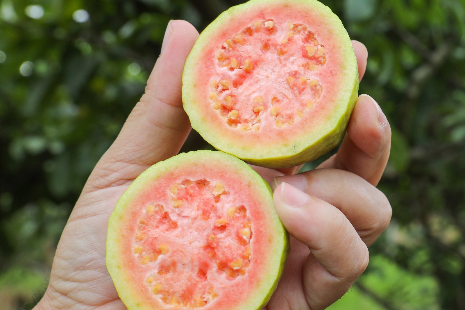 Gastronomia, artesanato e shows a partir desta sexta na Feira da Goiaba