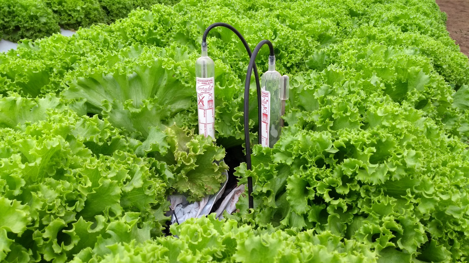 Irrigação automatizada é o foco do Circuito de Olericultura na AgroBrasília