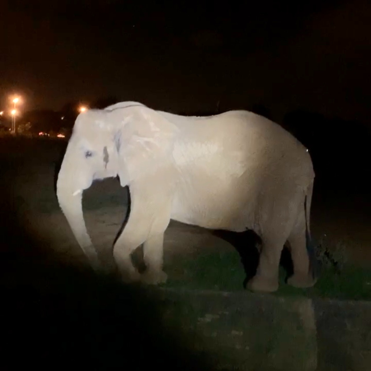 Zoológico de Brasília abre inscrições para visitas noturnas em setembro