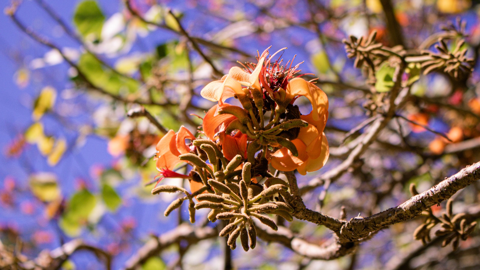 Distrito Federal terá extensa programação no mês do Cerrado