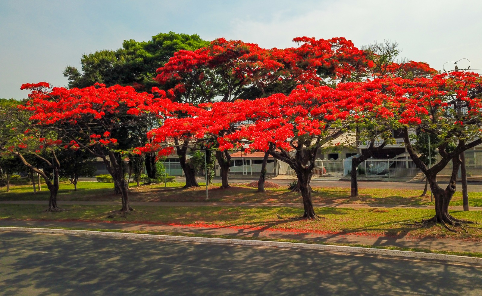 Primavera chega com a floração de muitas espécies no DF