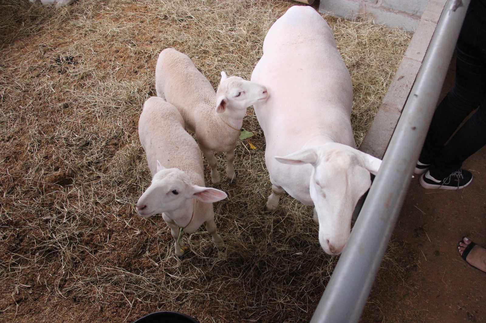 Programa reforça a saúde de caprinos e ovinos do DF