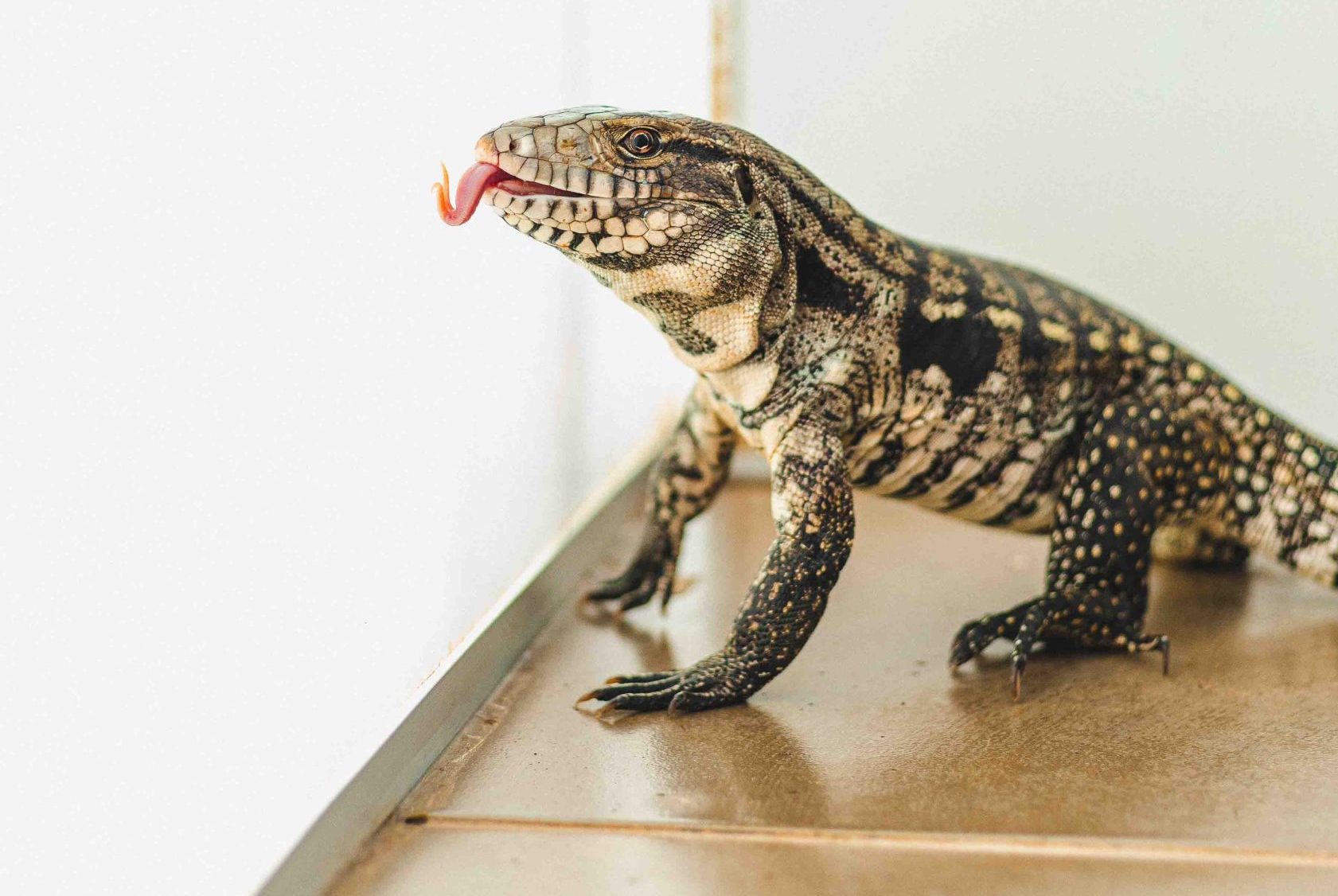 Lagarto da espécie teiú-do-cerrado é reabilitado no Hospital da Fauna Silvestre