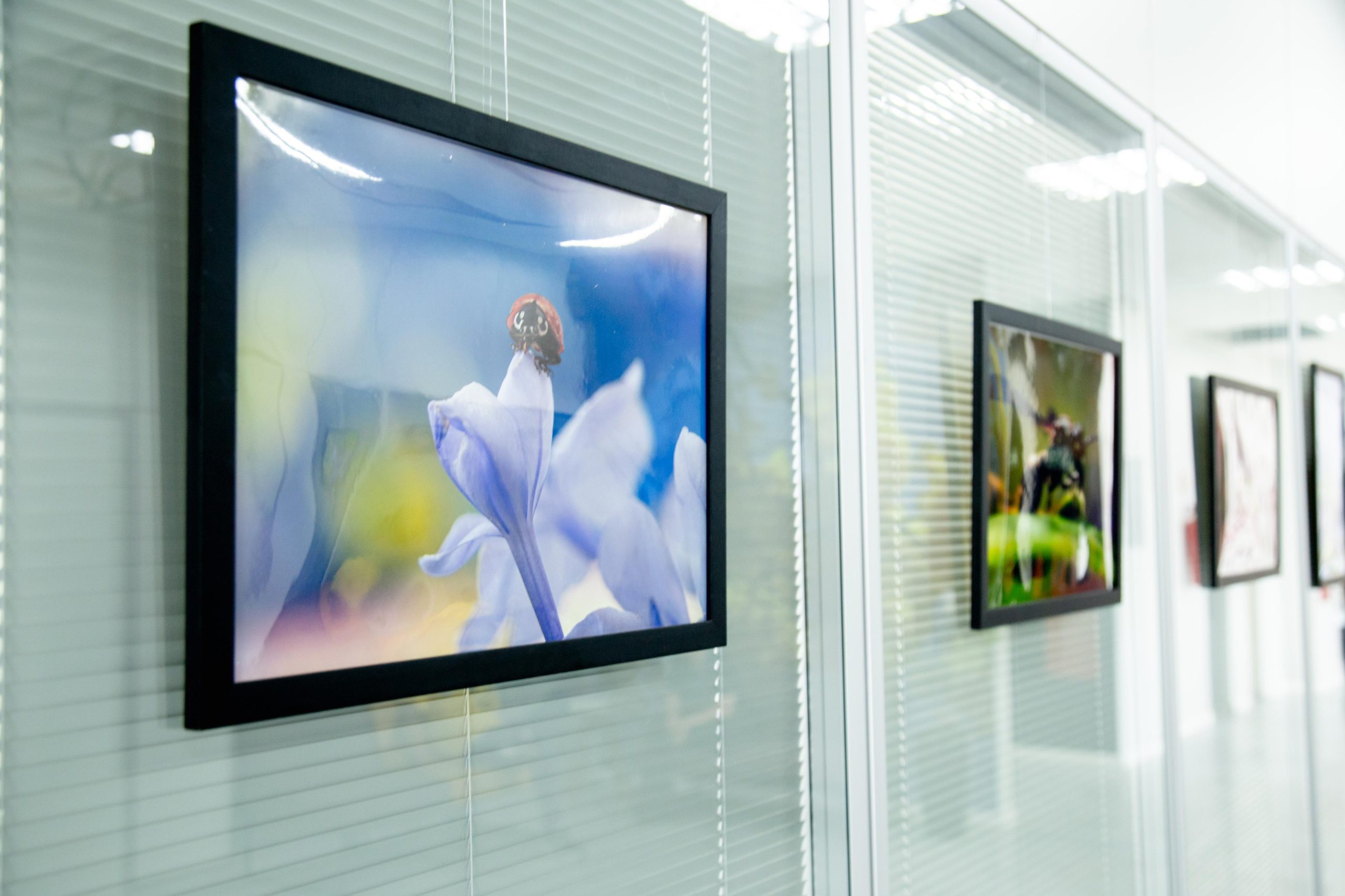 Espaço Qualidade de Vida do GDF recebe exposição ‘Insetos em Macrofotografia’