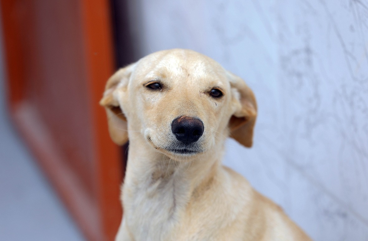 Programa Castra-DF inaugura abrigo público temporário para animais de rua