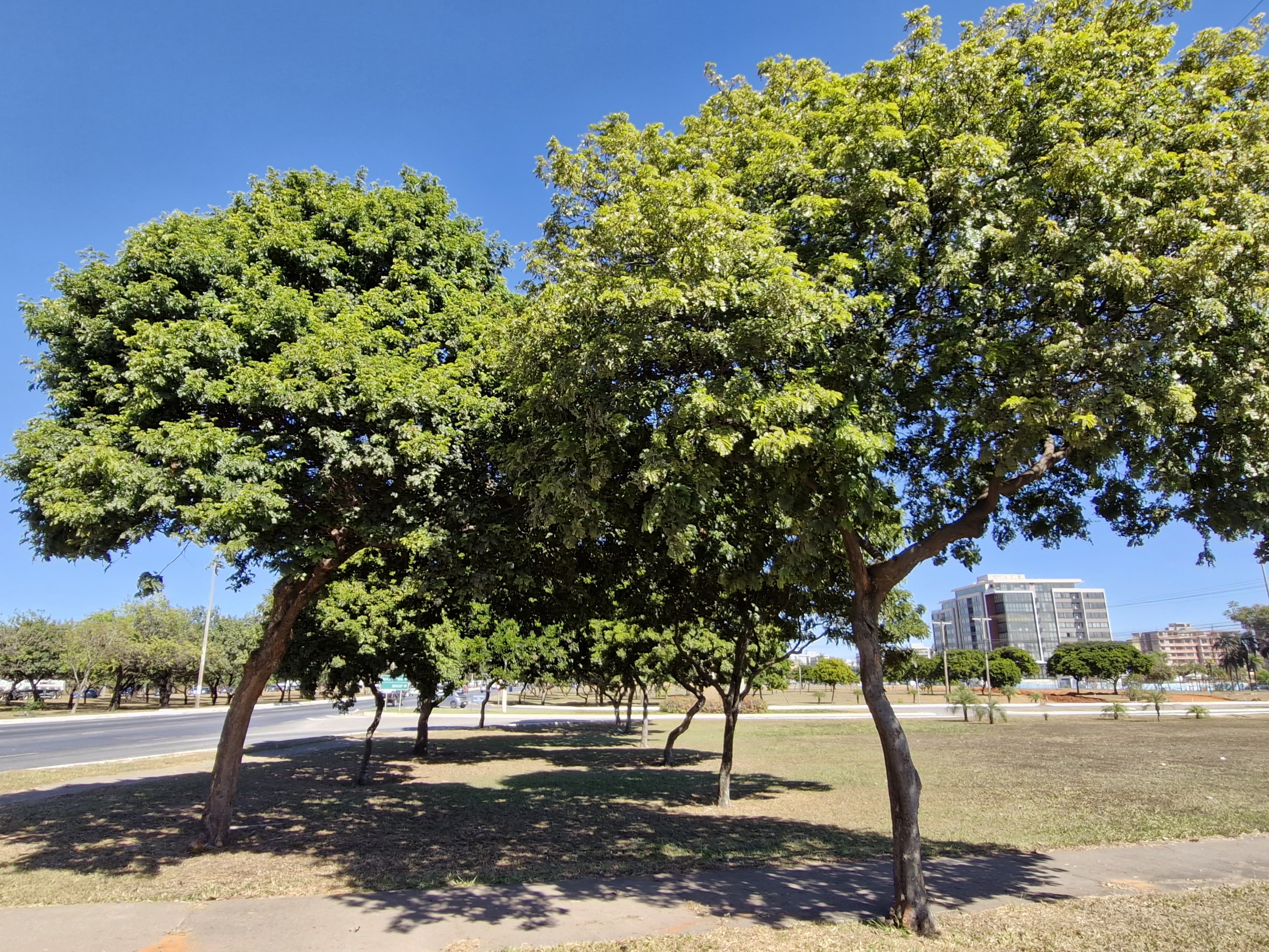 Árvore que dá nome ao país, pau-brasil mostra boa adaptação no DF