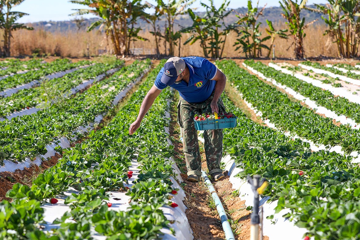 Com produção aquecida em Brazlândia, começa a temporada de morangos no Distrito Federal