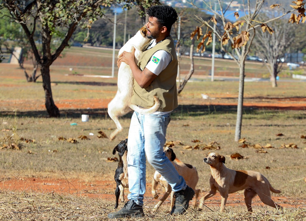 Animais em situação de rua são resgatados em operação coordenada pelo GDF