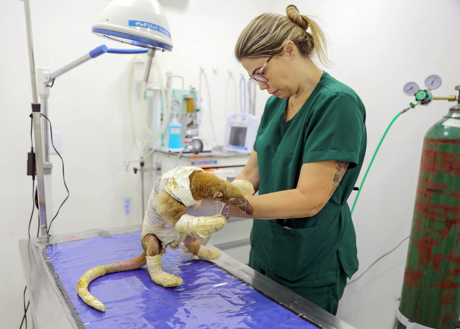 Hospital Veterinário Público de Animais Silvestres recebe e trata primeiras vítimas de incêndios florestais de 2025
