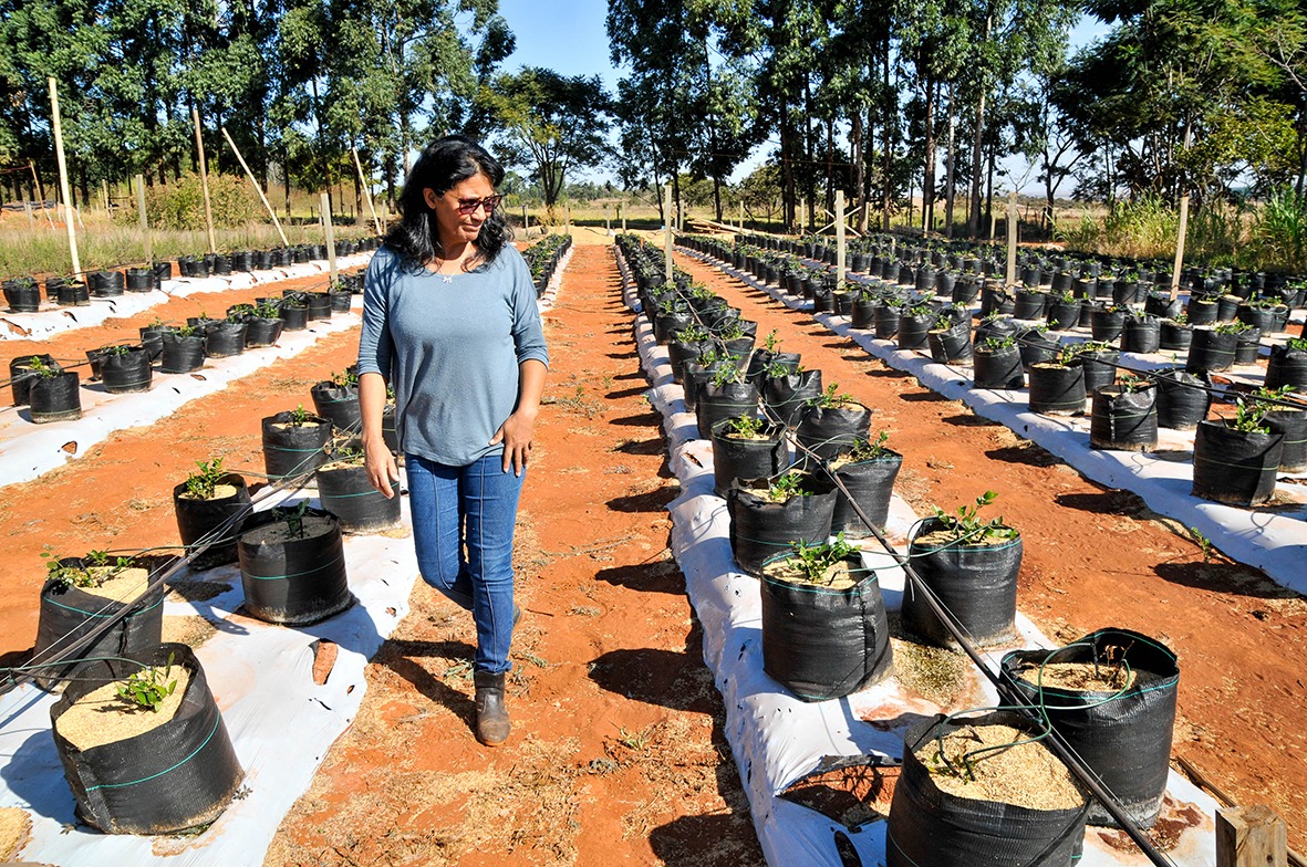 Apoio técnico e crédito rural garantem R$ 5 milhões à agricultura familiar no DF