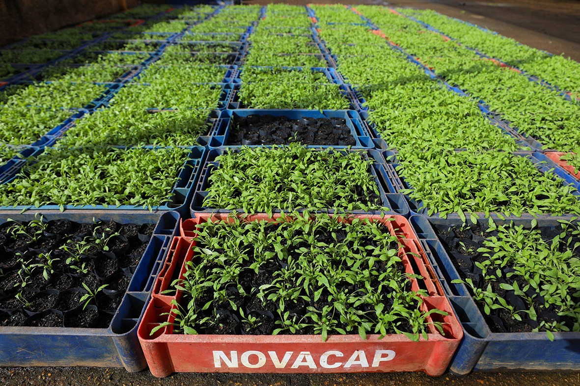 Viveiros da Novacap produziram mais de 1,4 milhão de mudas de árvores, flores e arbustos neste ano