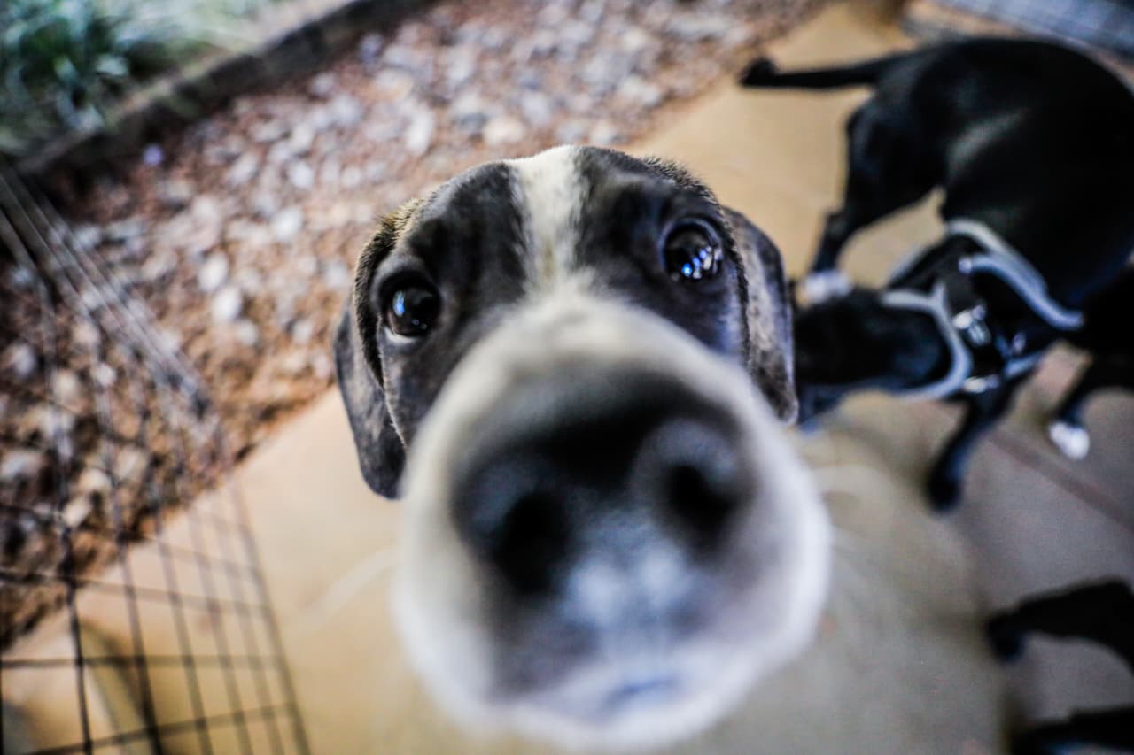 Caravana de Proteção Animal chega a Ceilândia neste sábado (30)