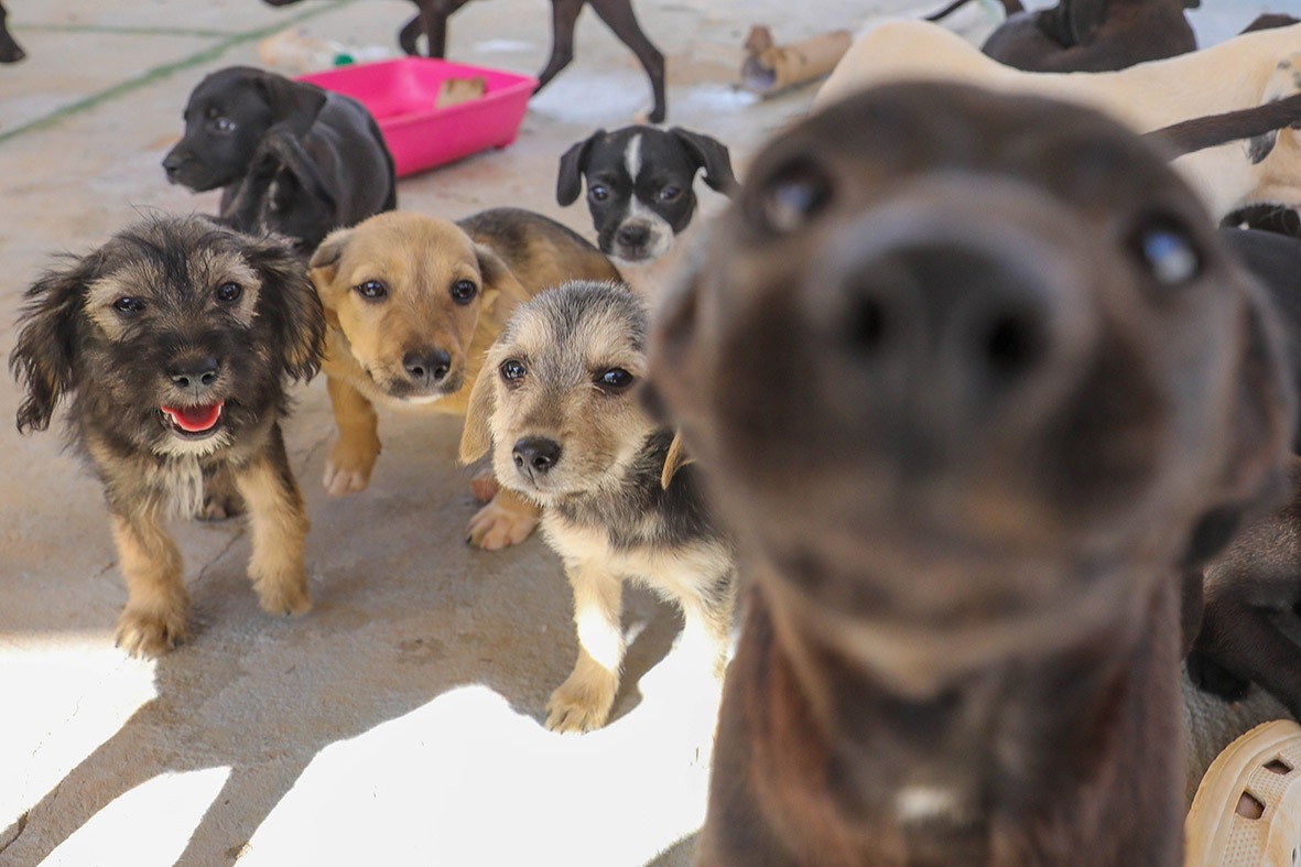 Albergue temporário do Castra-DF transforma vida de cães resgatados e prepara animais para adoção responsável