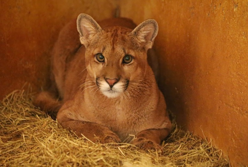 Onça-parda resgatada se recupera no Zoológico de Brasília e será devolvida à natureza