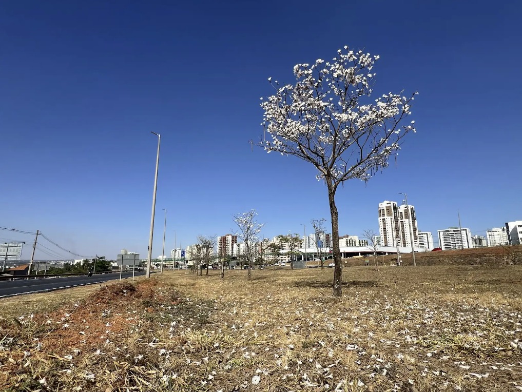 Jovens ipês da EPTG florescem pela primeira vez