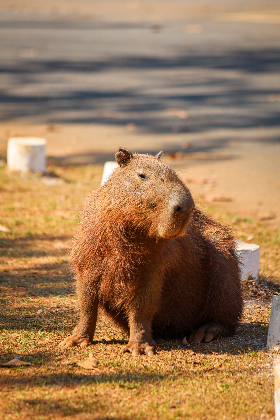Pesquisadores acompanham a população de capivaras em vários pontos do DF