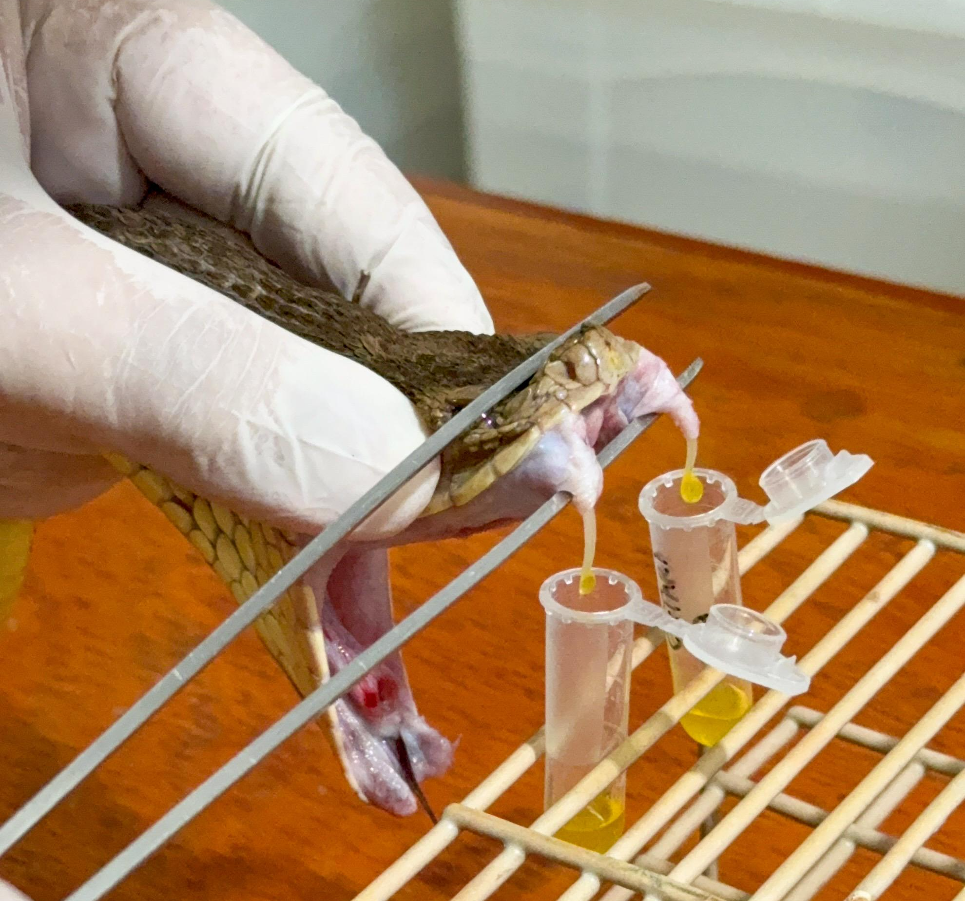 Zoológico de Brasília firma parceria com Instituto Butantan para pesquisas em herpetologia