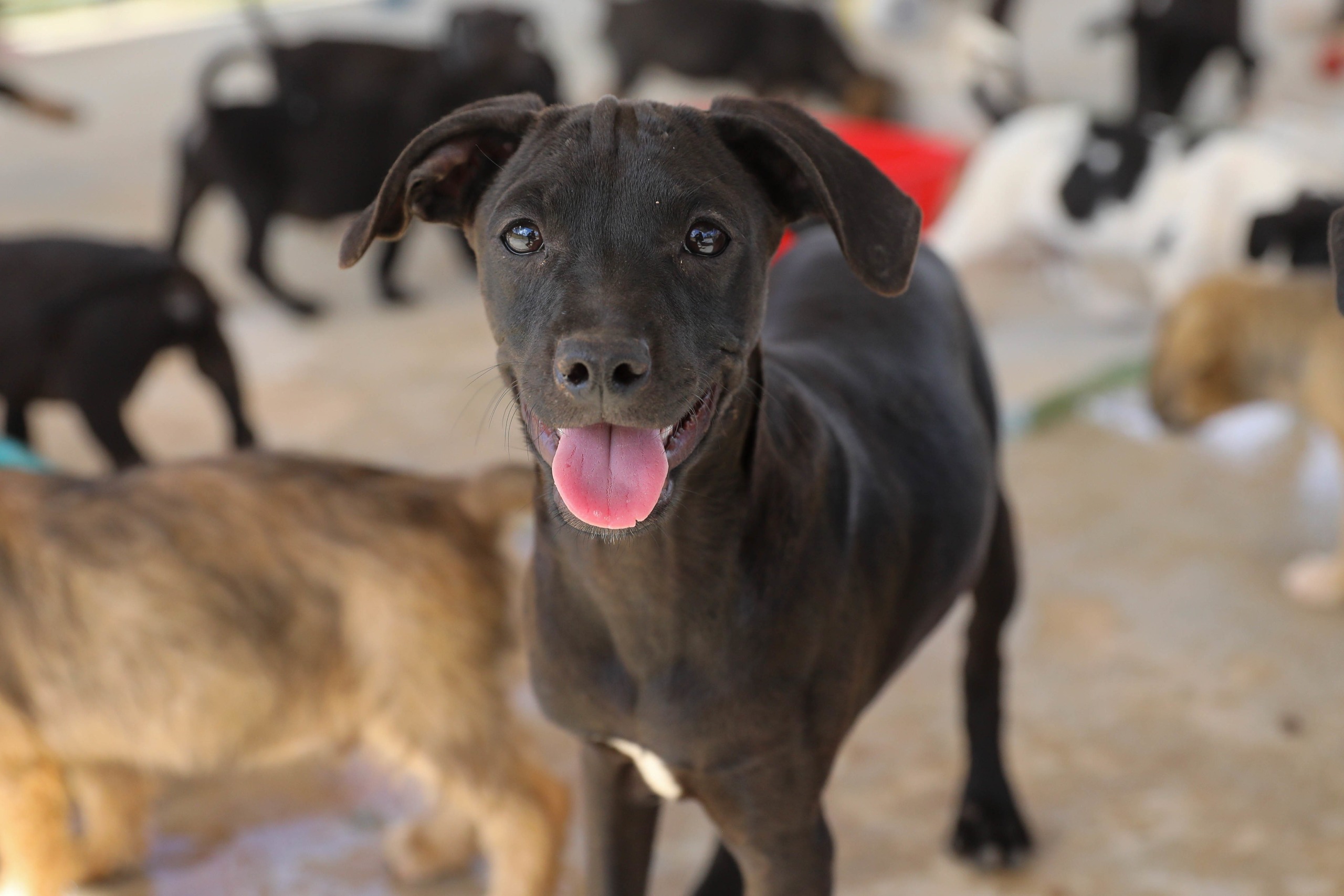 Pesquisa busca conhecer perfil dos protetores de animais no Distrito Federal