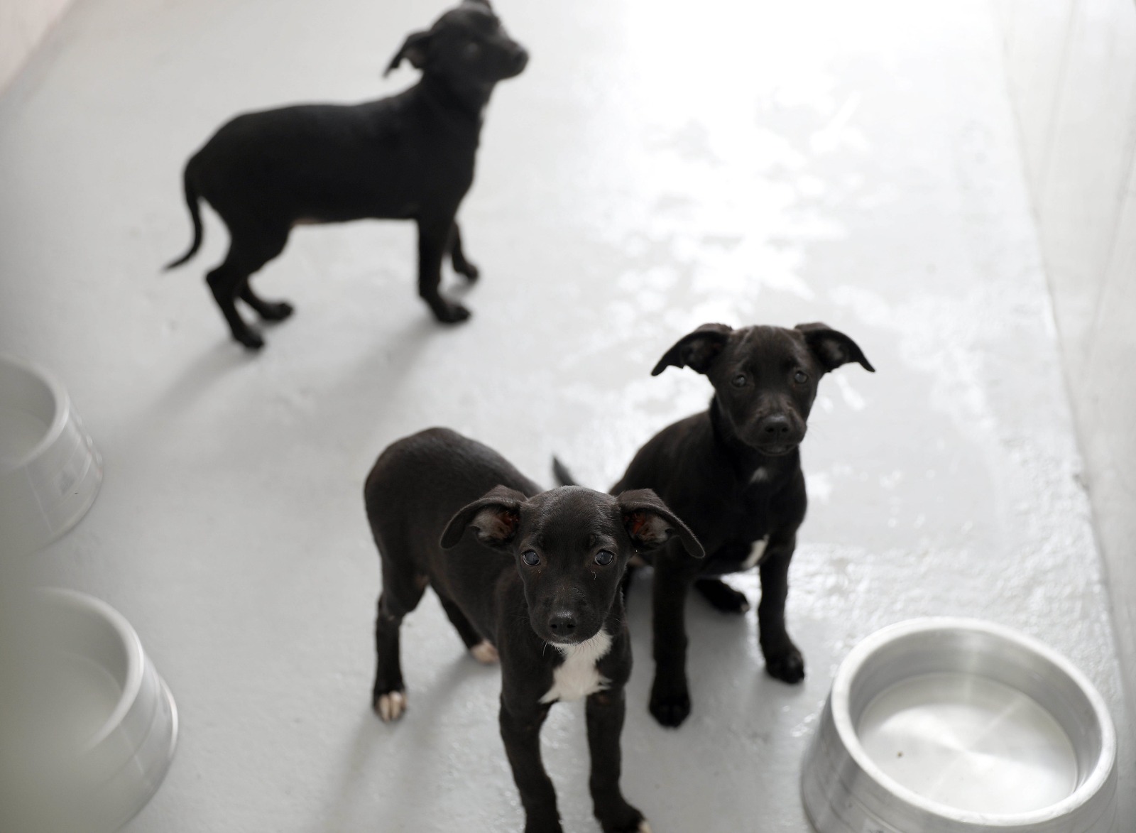 Prazo para preenchimento do Formulário de Protetores de Animais se encerra nesta sexta (31)