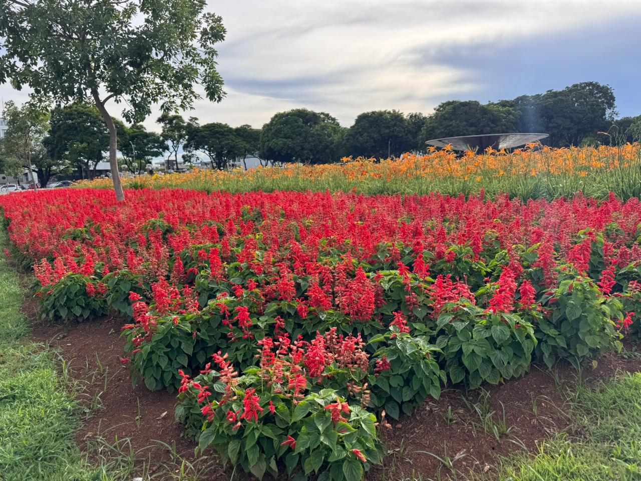 Chuvas deixam os canteiros ornamentais do DF ainda mais belos