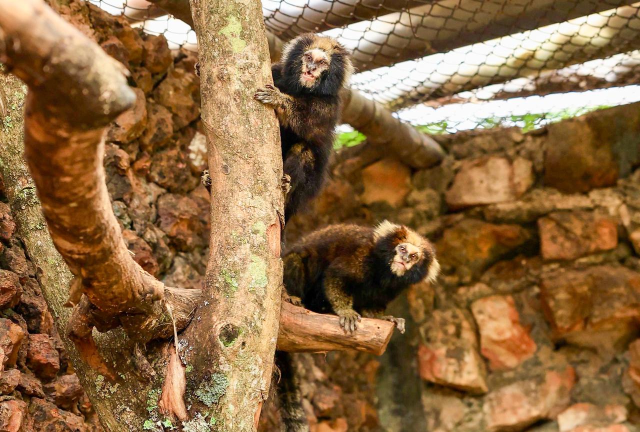 Casal de saguis-de-serra-escuro já pode ser visitado no Zoológico de Brasília