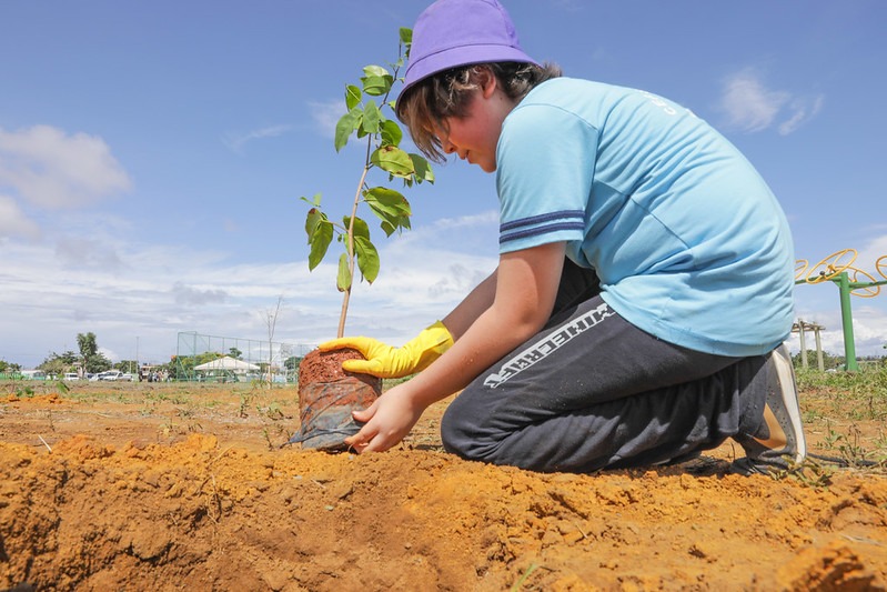 Dia de Plantar uma Muda Nativa do Cerrado: ação planeja chegar a 150 mil mudas até 2030