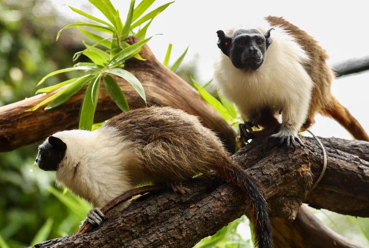 Casais do Zoo ajudam a fortalecer conservação