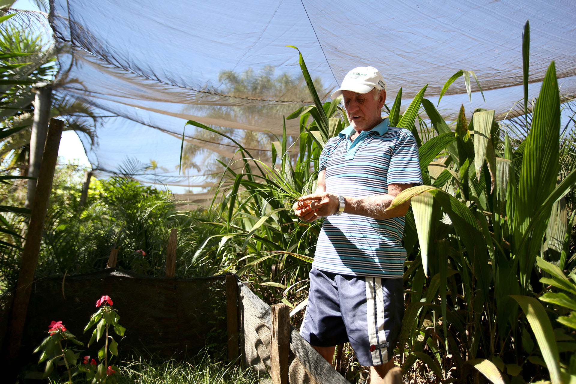 Os visitantes da Chácara Flora Brasília recebem do proprietário, Custódio Fernandes da Silva, de 70 anos, informações sobre a semeadura e os cuidados básicos com a planta ornamental pata-de-elefante.