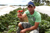 O agricultor Sandy Oliveira, de 44 anos, produz morangos há 23 anos em Brazlândia e contou com o crédito do Prospera para investir em adubos e irrigação.