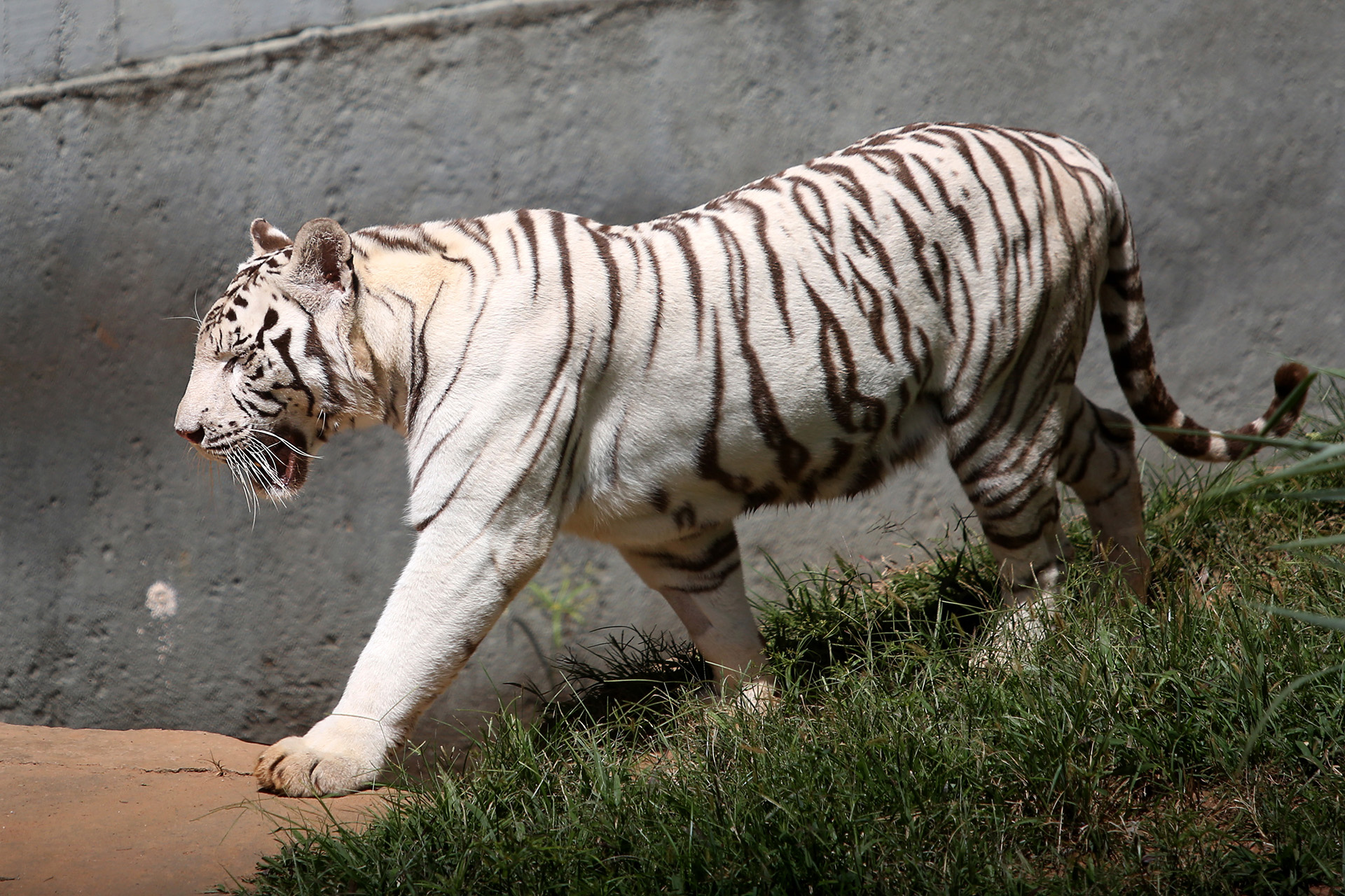 Tigre-branco Dante foi o primeiro a ser atendido e apresentou bom estado de saúde