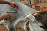 A vacinação do gado conta febre aftosa no Distrito Federal começou nesta sexta-feira (28) e vai até 31 de maio.